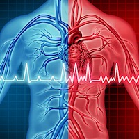 circulatory system graphic