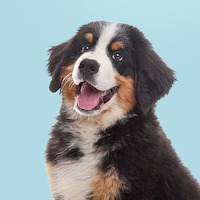 Bernese Dog Smiling