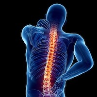 image of human spine