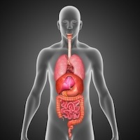 Image of Digestive Track